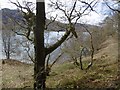 NN4808 : Woodland, Loch Katrine by Richard Webb