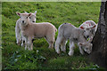 Carhampton : Lambs Grazing