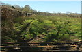 Field near Cookbury