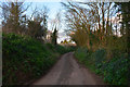 West Somerset : Country Lane