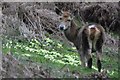 West Somerset : Deer Grazing