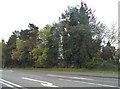 Trees along New Road, Studley