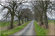 TF3101 : Tree lined Thorney Dyke Road by Mat Fascione