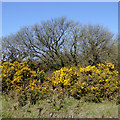 Gorse bushes on Bursdon Moor, Devon