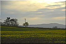 SO8744 : Malvern Hills District : Rapeseed Field by Lewis Clarke