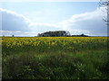 Oilseed rape crop off Main Road