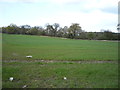 Crop field near Bramfield