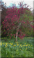 Blossom and Daffodils at Trent Park, London N14