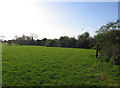 Field and hedges north of Highgates