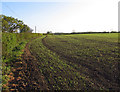 Field and hedge along B1051