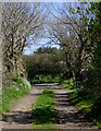 Farm track near Mead, Devon