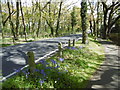 Bluebells along Longleigh Lane