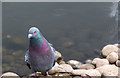 TQ2276 : Feral Pigeon, Wetlands Centre, Barnes by Christine Matthews