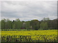 Rape seed fieild from the junction of Thornhill lane