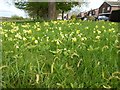 Cowslips at Baughton