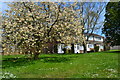 Blossom trees between houses at Kings Worthy