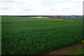 Wheat field by Hatton Bank Lane