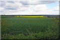 Wheat field by Hatton Bank Lane