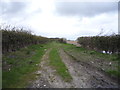 Farm track off Plumstead Road