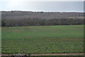 Large crop field by Guildford Rd