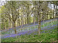 ST6763 : Competition for the bluebells by Neil Owen