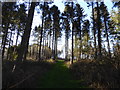 Path in Maerdy Wood