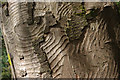 SD4776 : Bark on sycamore tree by Ian Taylor