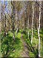 SD3301 : Path through woodland by Norman Caesar