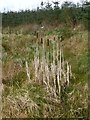 NZ0790 : Bulrushes in a drainage ditch by Russel Wills