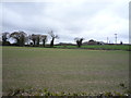 Young crop field off Main Road (A1064)