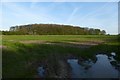 Towards Thornums Wood