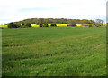 Edwalton: fields on the southern edge of Nottingham