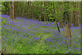 Bluebell Woods off Pointers Road