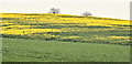 Rapeseed field near Soldierstown - May 2016(1)