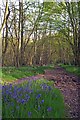 TL8005 : Springtime in Thrift Wood by Glyn Baker