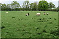 Grazing field by Warren Farm