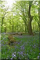 Fallen Tree in Parsonage Wood