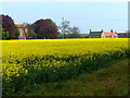 Oil seed rape at Low Marnham