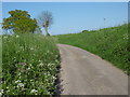 An Essex lane in May