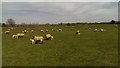 SU2089 : Pasture with sheep, Sevenhampton, Swindon by Brian Robert Marshall
