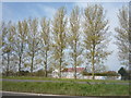 Trees beside the Caister By-Pass (A149)