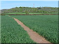 Field below Burton Wood