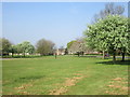 Blossom on the Bransholme Estate