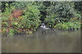 Stream entering the River Don