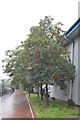 Rowan tree by Five Weirs Walk