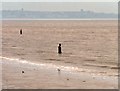 SJ3099 : Another Place at Crosby Beach by David Dixon