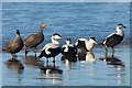 NU1735 : Eider Ducks, Bamburgh Beach by Robin Drayton