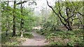 Woodland near Heywood