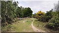 Winterdown Wood - Footpath Parallel to the A3