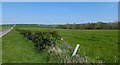 Spring Grassland